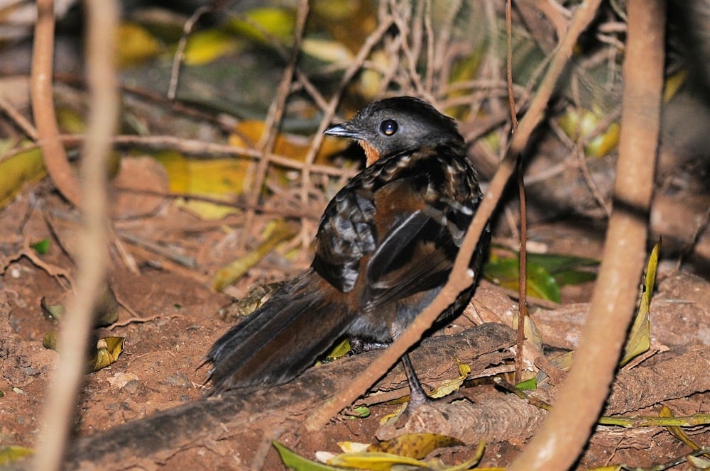 Logrunner: Australian – Birdshot Photography