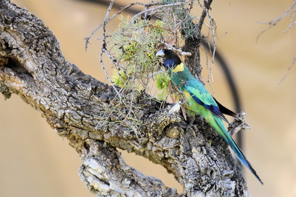 Ringneck: Australian – Birdshot Photography