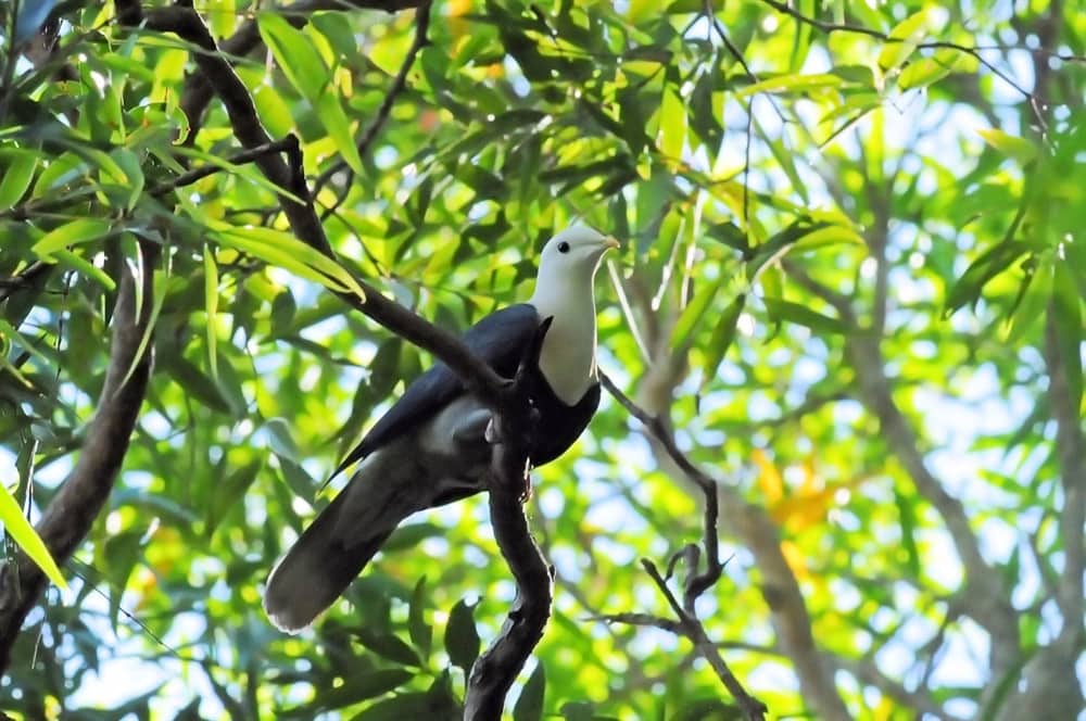 fruit-dove-birdshot-photography
