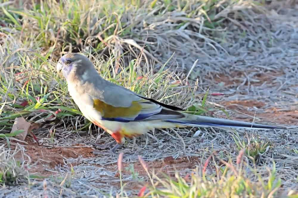 Blue Bonnet – Birdshot Photography
