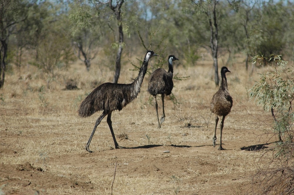 Emu – Birdshot Photography