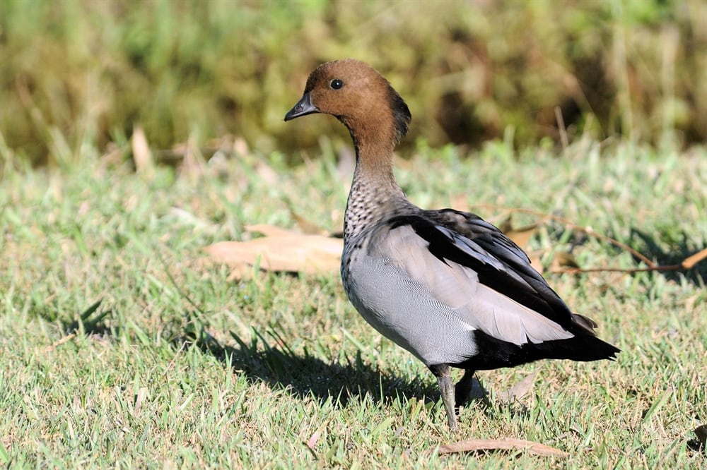 Maned Duck Birdshot Photography