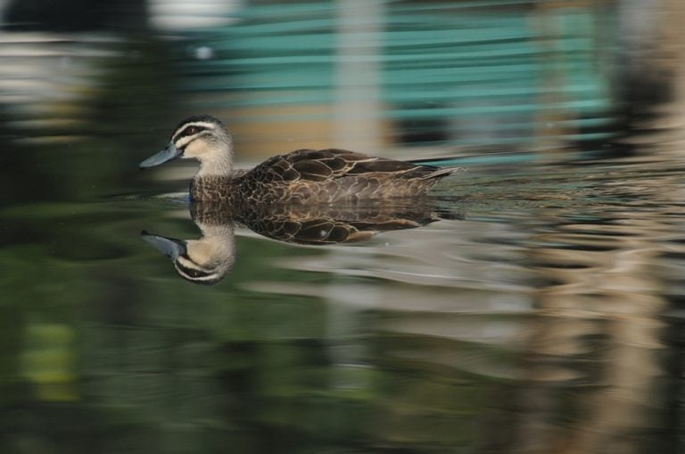 Pacific Black Duck. Gwydir River Birdshot Photography