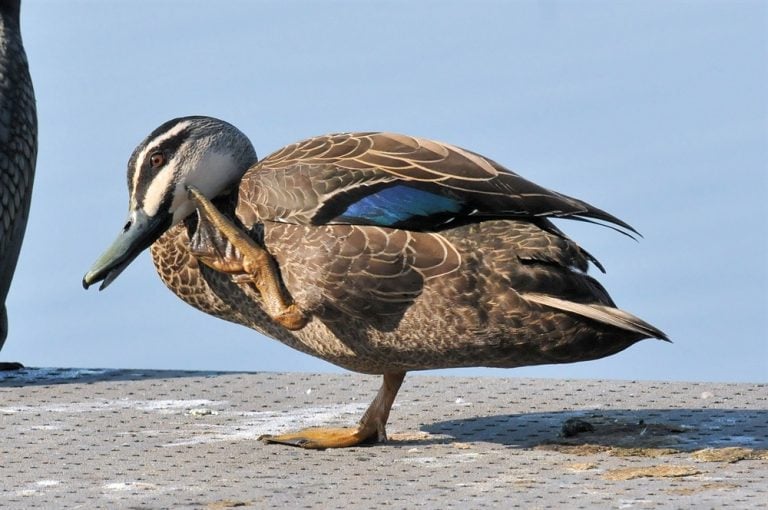 Pacific Black Duck. Gwydir River Birdshot Photography