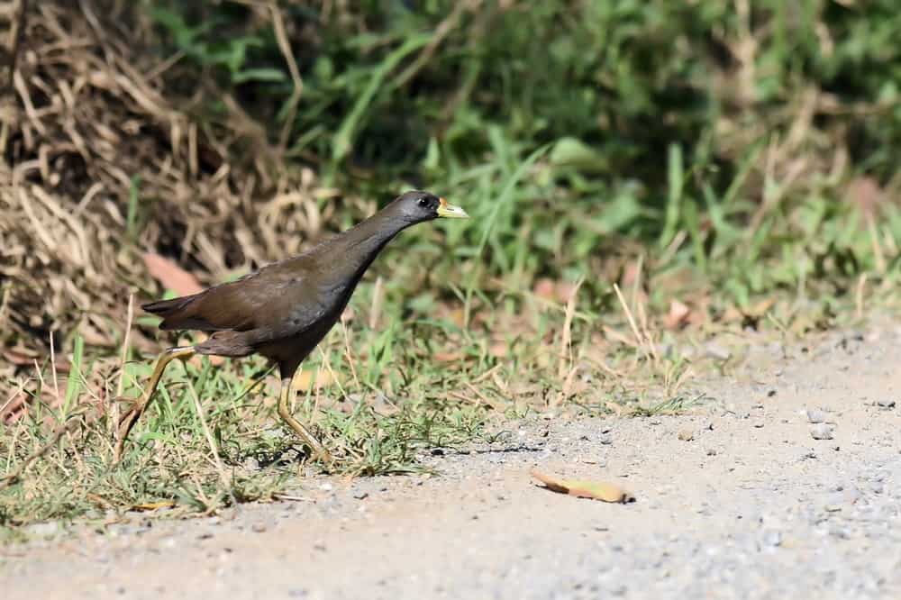 Palevented Bushhen. 5. Kedron. 050913 Birdshot Photography