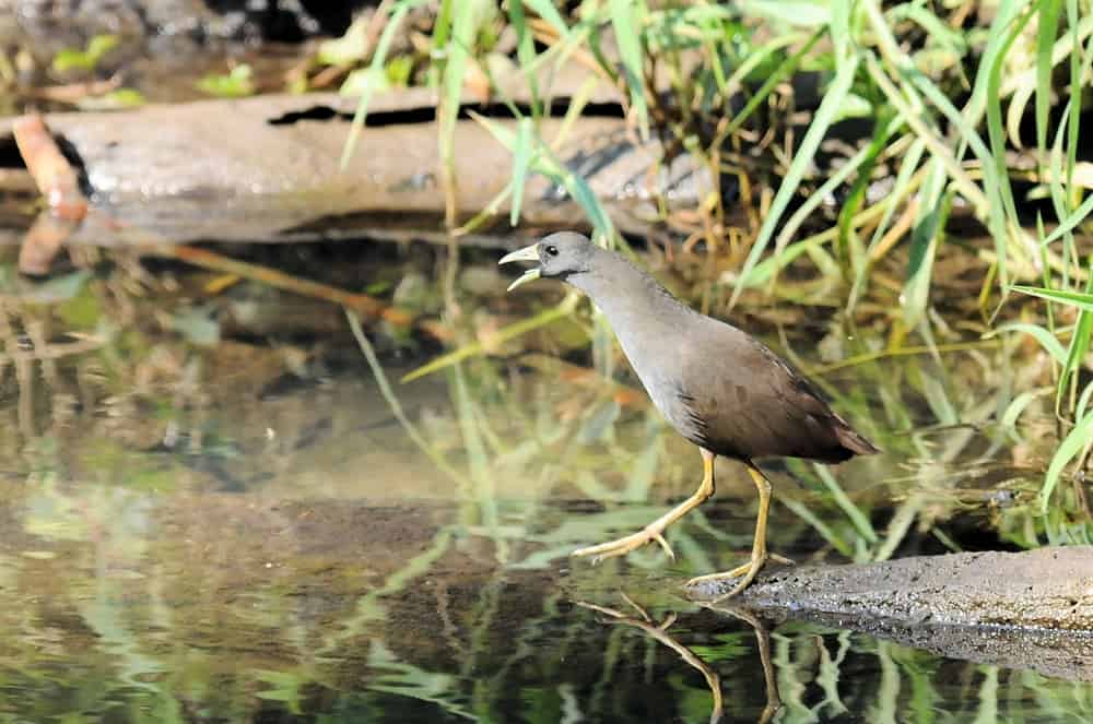 Bushhen Birdshot Photography