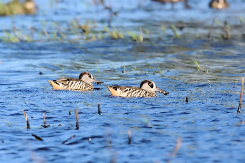 Pinkeared Duck. Nathan Rd. 260415 Birdshot Photography