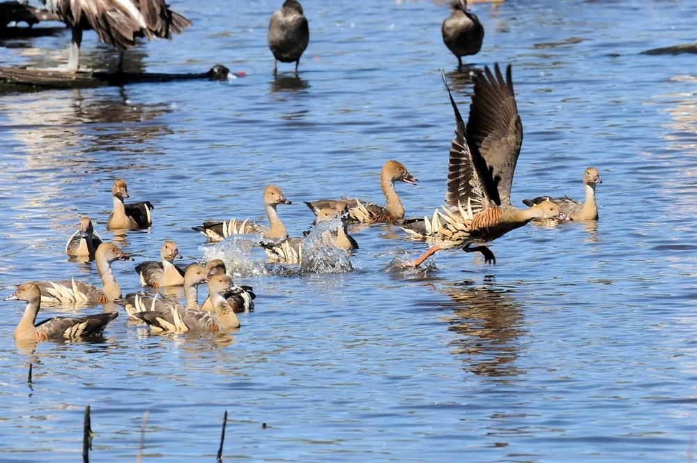WhistlingDuck Birdshot Photography