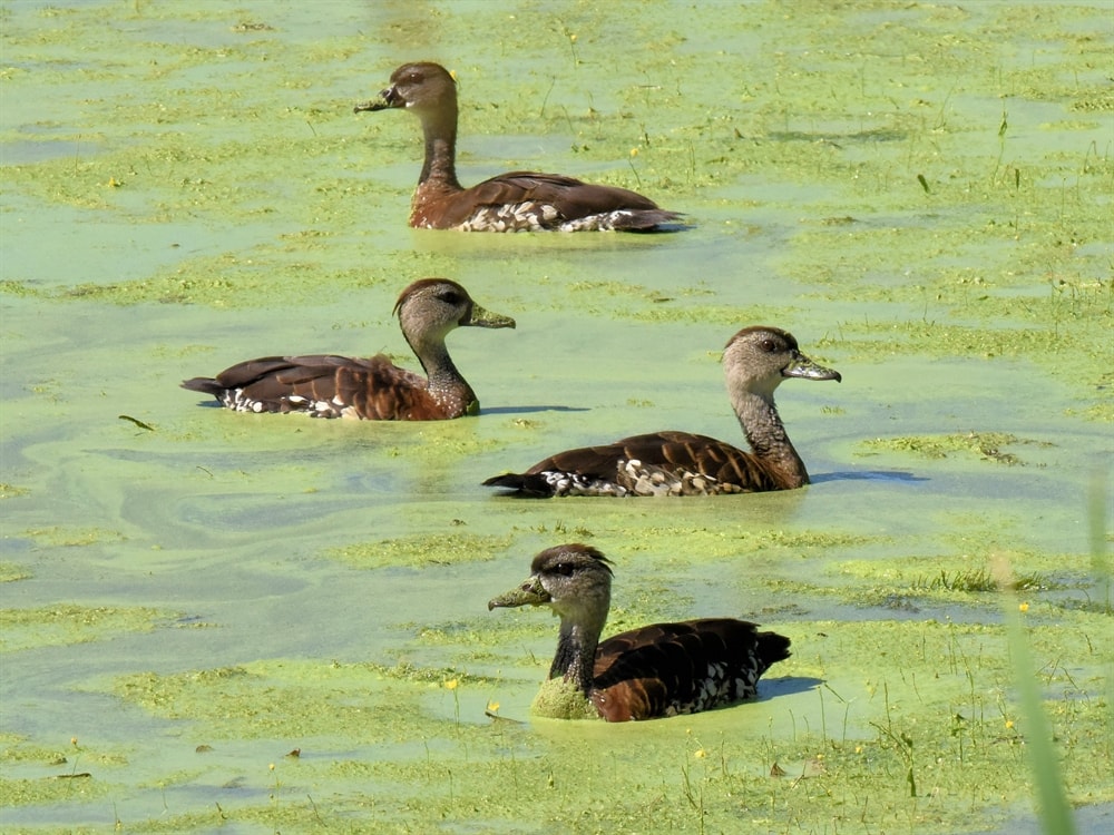 WhistlingDuck Birdshot Photography