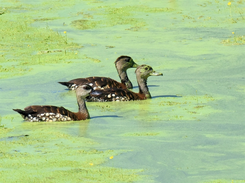 WhistlingDuck Birdshot Photography