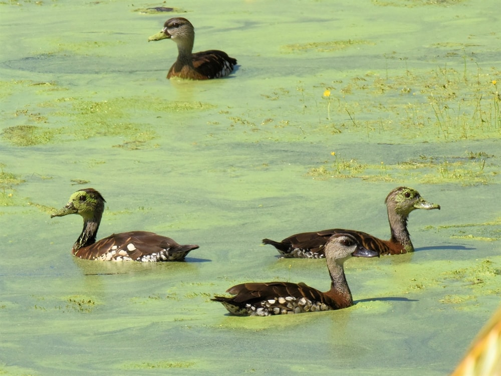 WhistlingDuck Birdshot Photography
